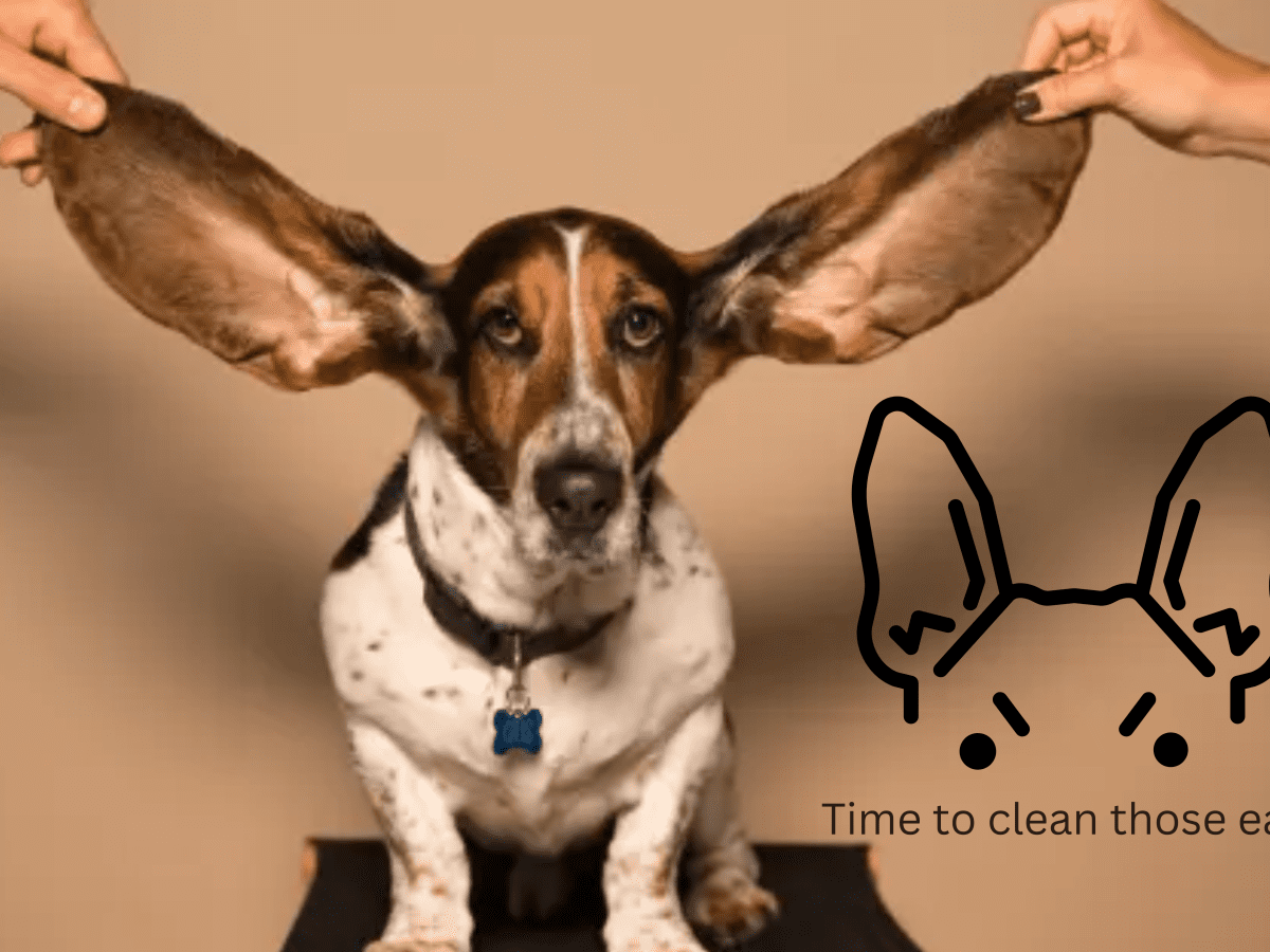 how do you clean greyhound ears