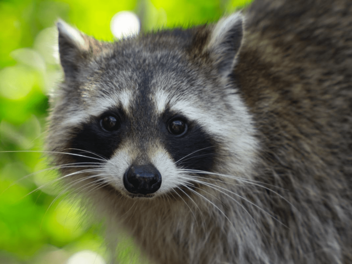 How Long Do Raccoons Live: Unveiling Their Lifespan