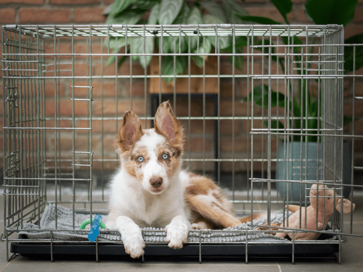 How to Crate Train A Puppy At Night - Crate training for puppies 