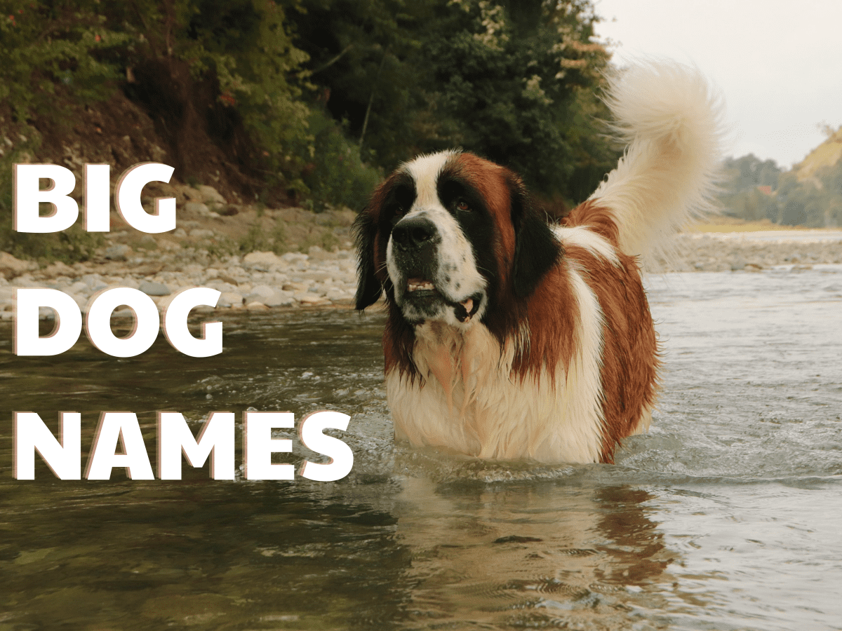 300+ Big Dog Names (With Meanings)