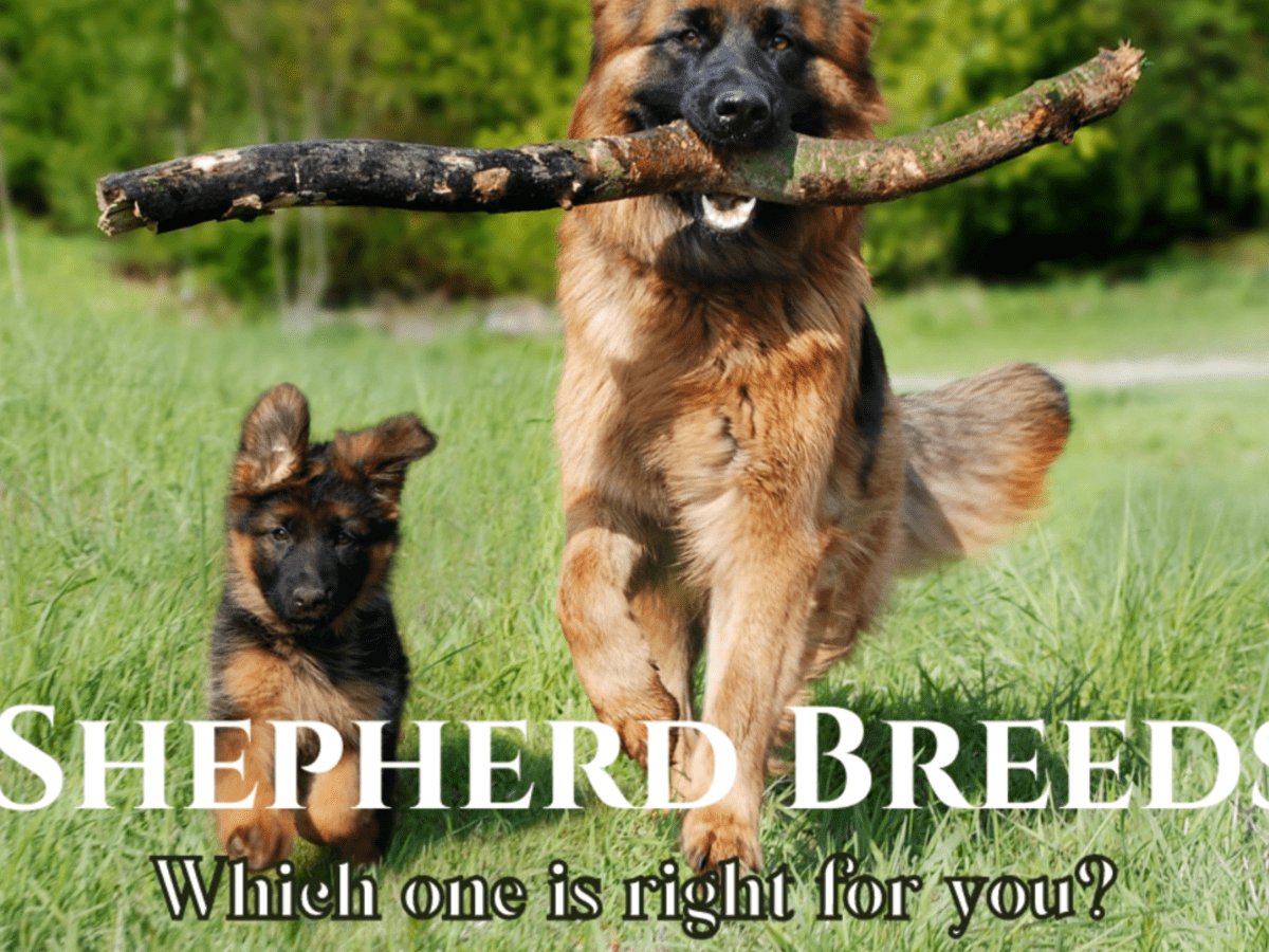 Find Your Perfect Shepherd Breed: Companion to Protector - PetHelpful