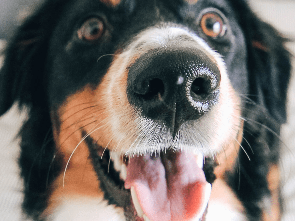 How Will Nosework Make My Dog Less Anxious? - College for Pets