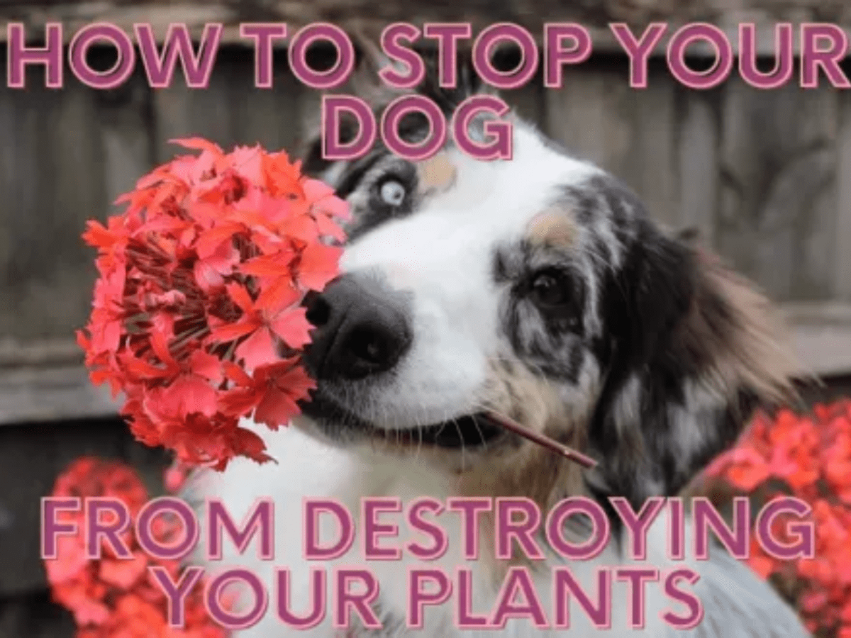 Dangerous Plants for Dogs - PetHelpful