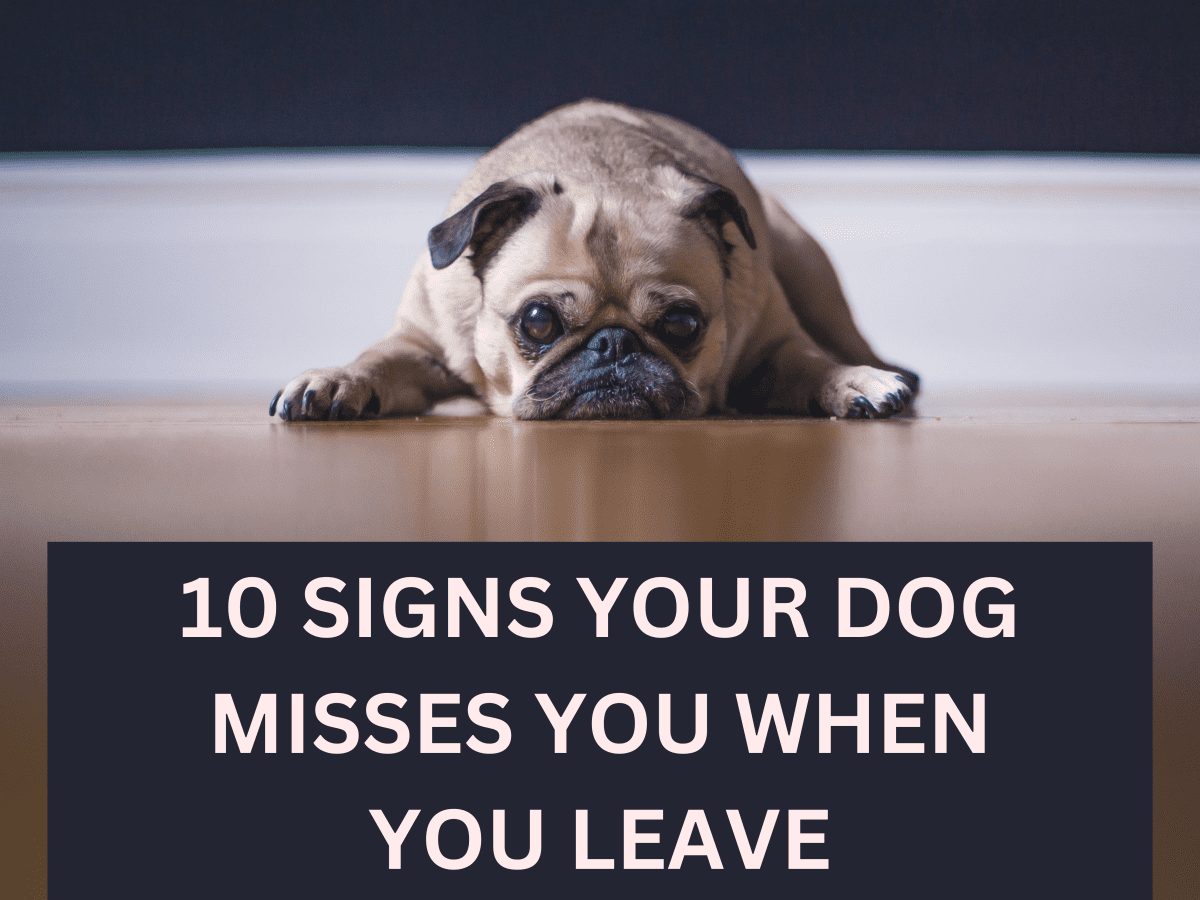 10 Signs Your Dog Misses You When You'Re Gone - Pethelpful