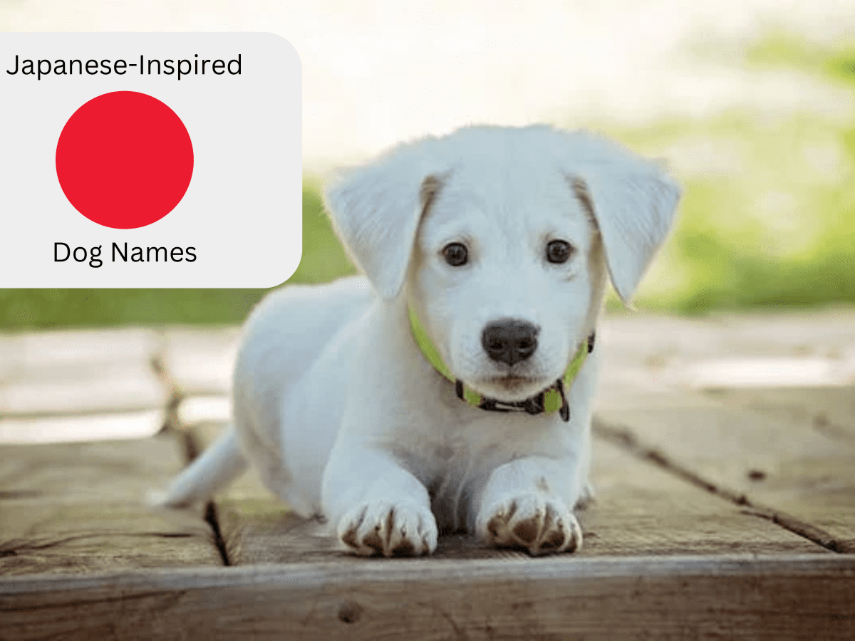 100+ Cute Japanese Dog Names for Your Pet - PetHelpful