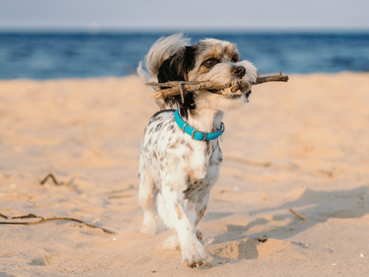 200+ Cool Male Dog Names and Meanings - PetHelpful