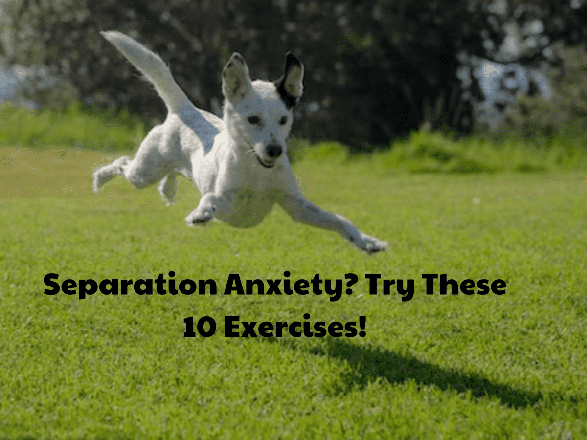https://images.saymedia-content.com/.image/ar_4:3%2Cc_fill%2Ccs_srgb%2Cq_auto:eco%2Cw_1200/MTk2MTYzNDI2MDU2Njc2ODY5/exercises-to-prevent-separation-anxiety-in-puppies.png