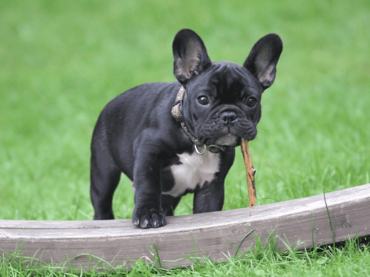 550+ French Bulldog Names (With Definitions) - PetHelpful