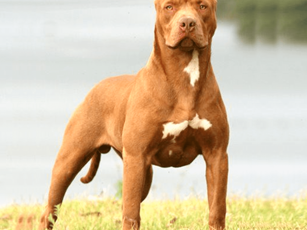 pitbull dog breed origin