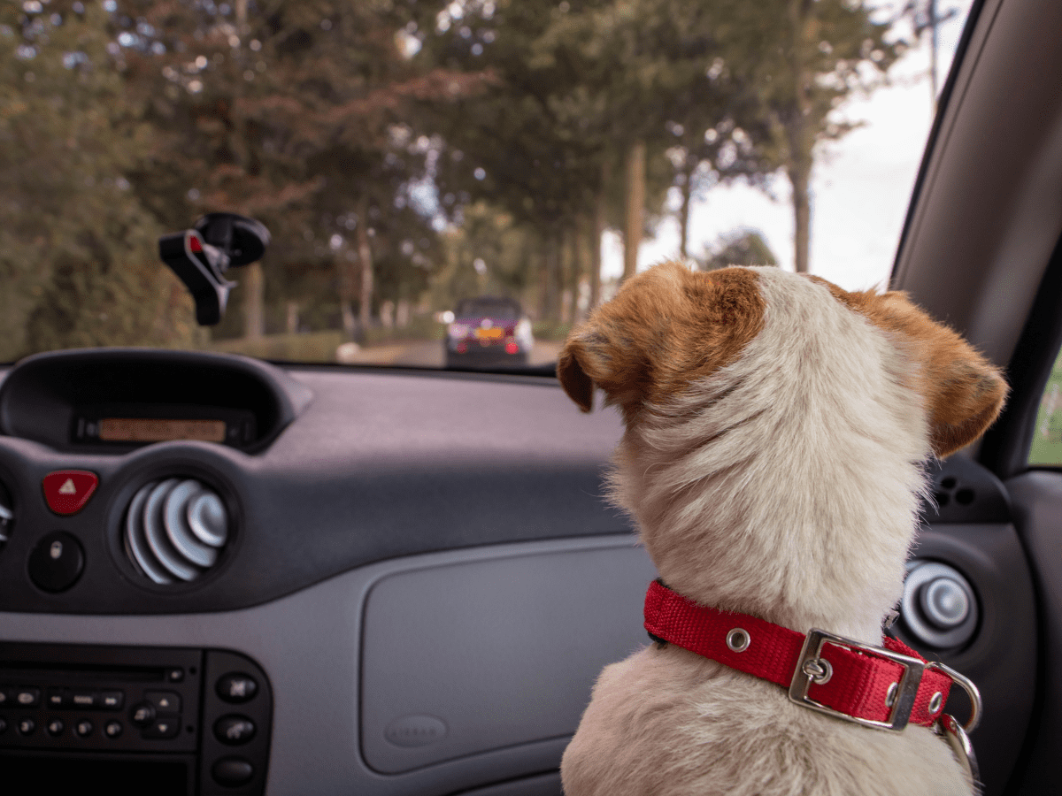 how to stop dog barking at cars