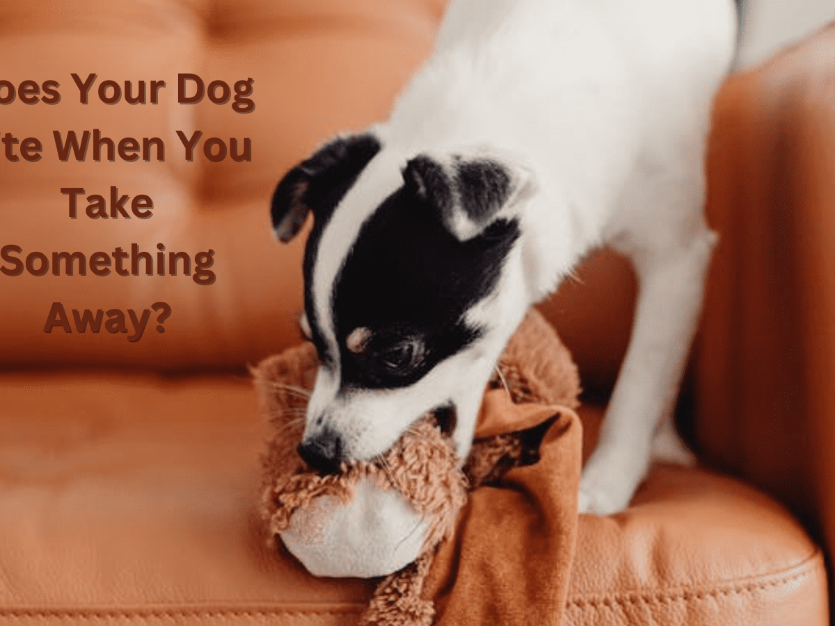 How To Stop A Dog From Biting When Taking Something Away - Pethelpful