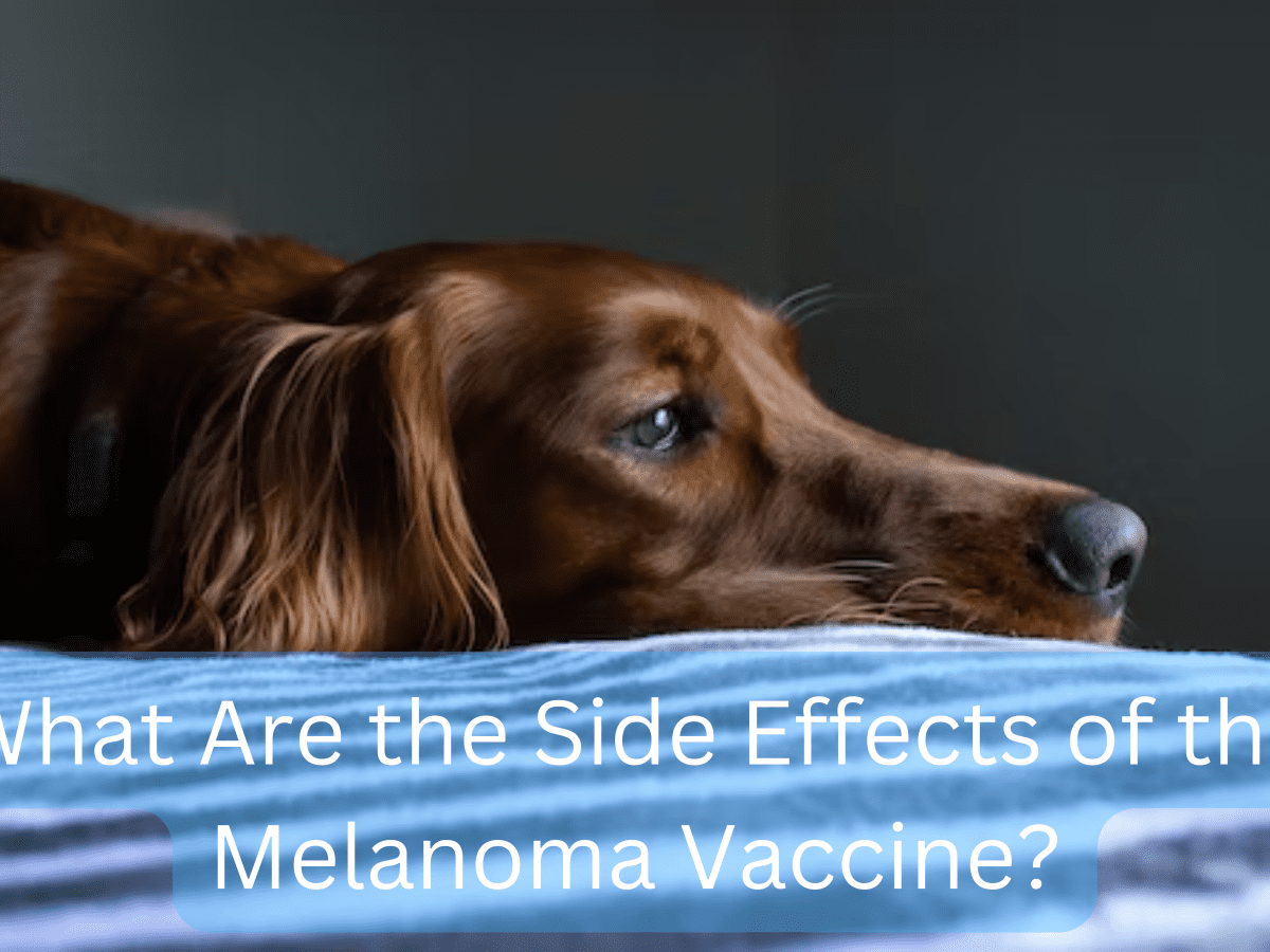 how long does a dog live with melanoma