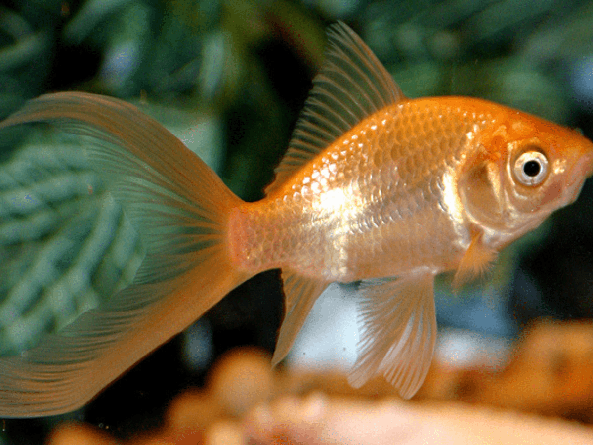 Why Fish Make Sad Classroom 'Pets