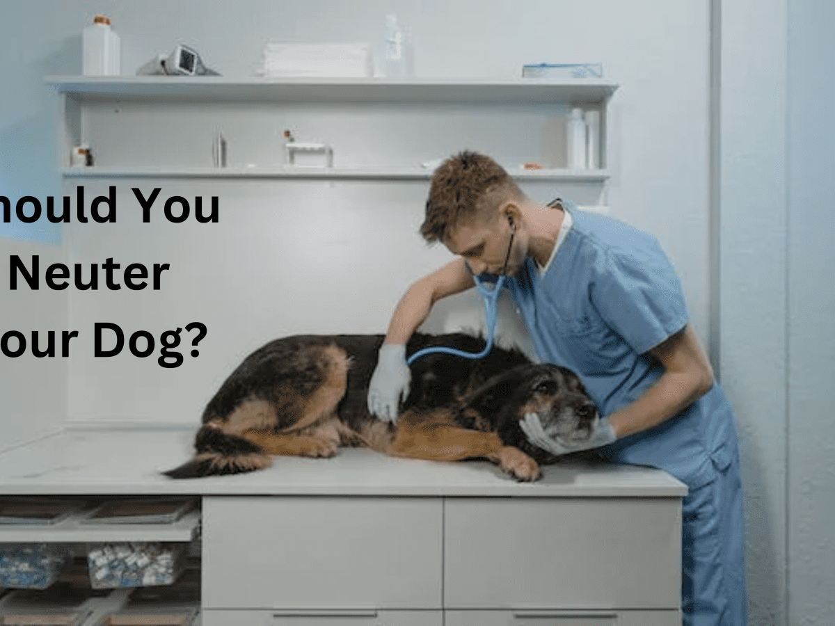 Why You Should Neuter Your Male Dog - PetHelpful