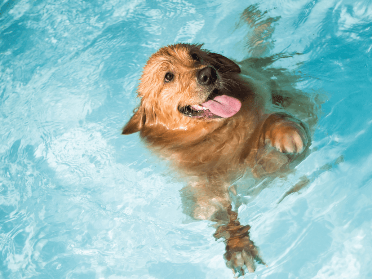 Is it a good idea to take your dog for a swim? Benefits and precautions -  Hindustan Times