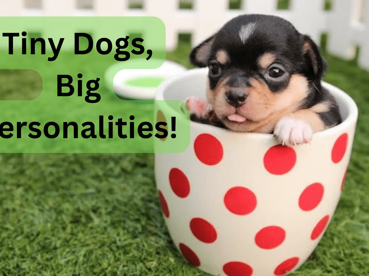 Tuyển tập 1000+ cute dog names đáng yêu cho thú cưng