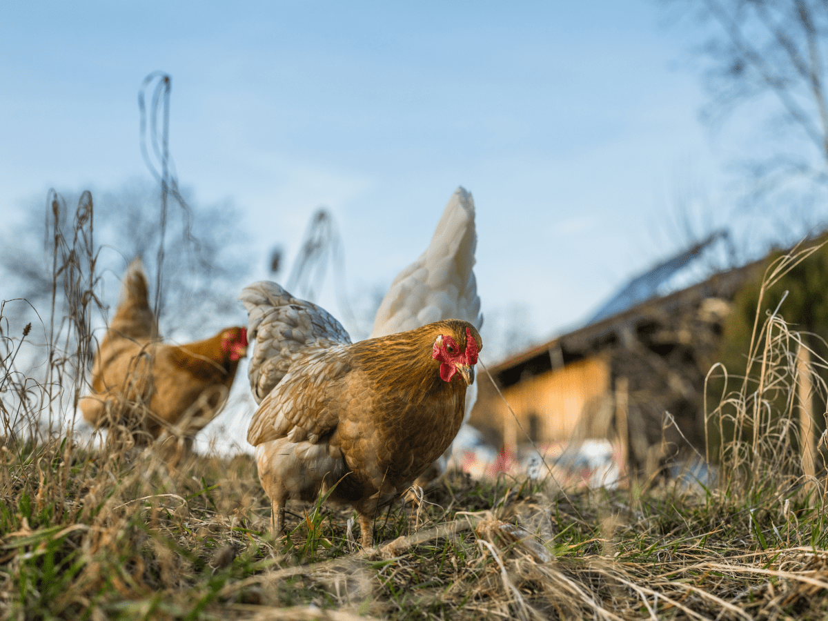 Mother hen with chickens in a rural yard.Chickens in a grass in