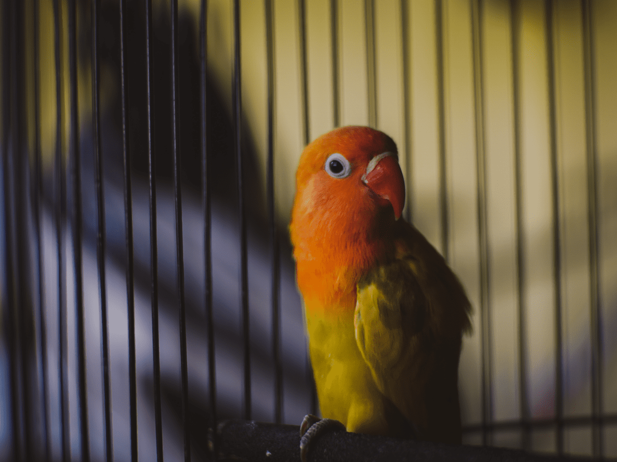 Easy Hacks To Help Mess-Proof Your Bird Cage! - Pethelpful