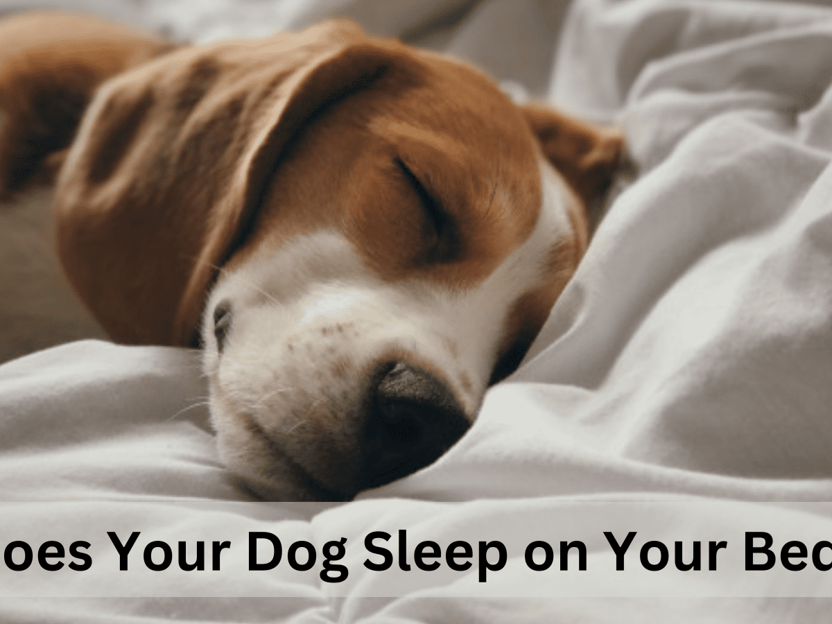 why dogs shouldnt sleep in your bed
