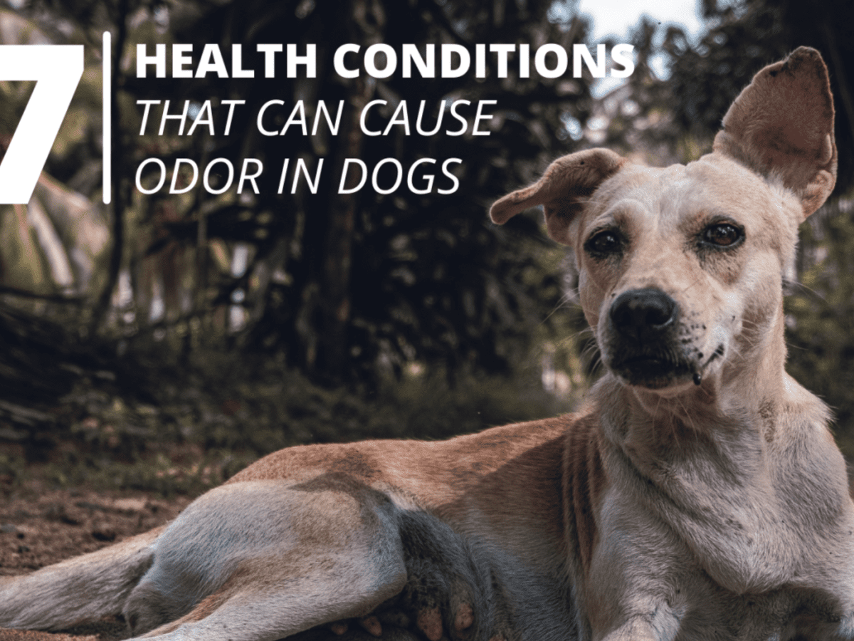 how do i eliminate dog odor