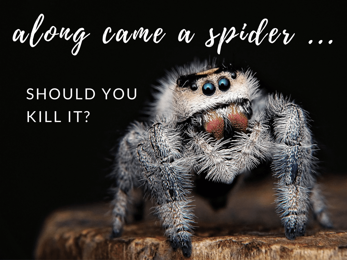 spider  Imagine Our Florida, Inc