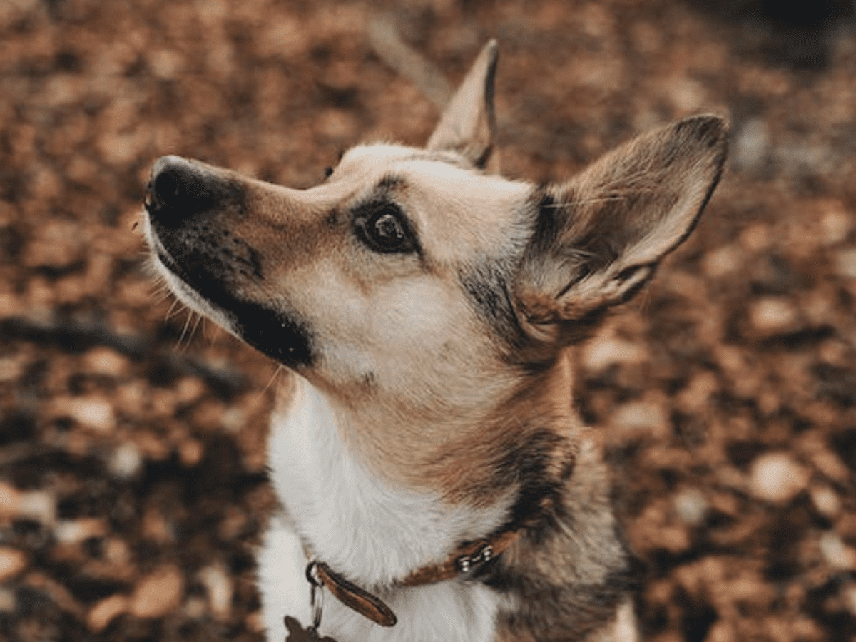 Understanding Dog Marking Behaviors - PetHelpful