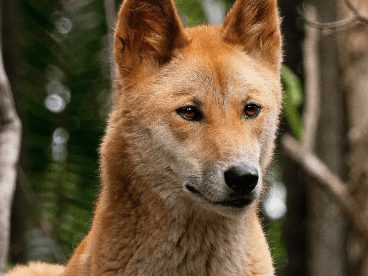 African Wild Dog, Species