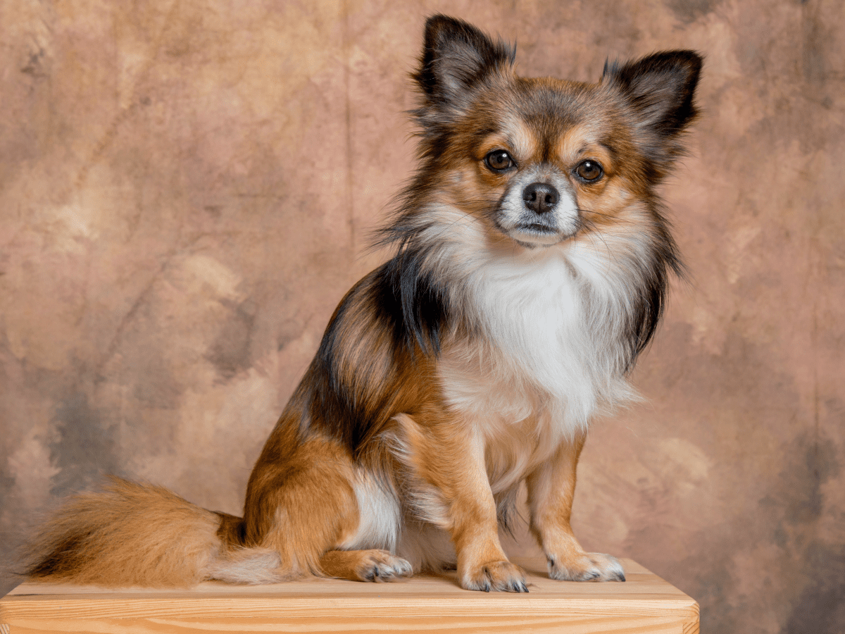 at what age is a papillon full grown