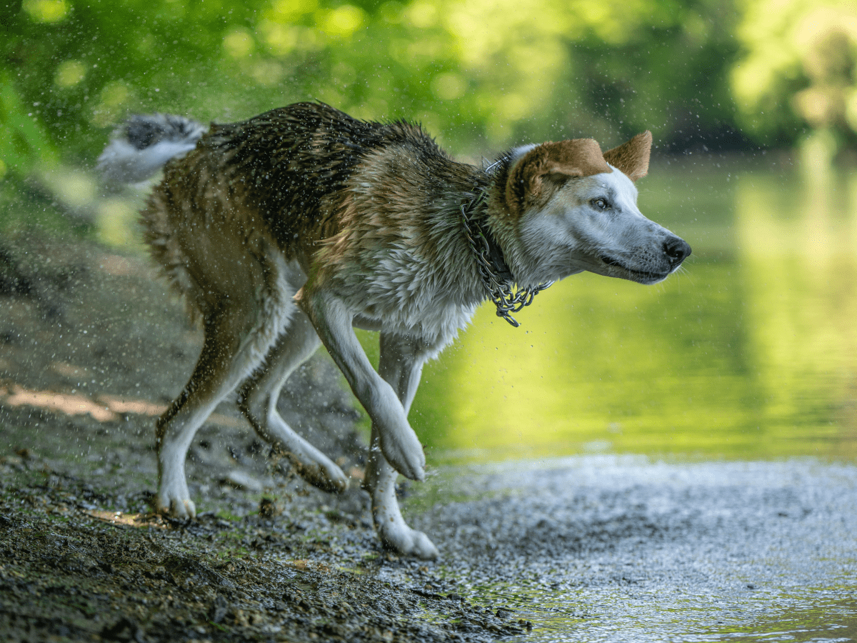 does brewers yeast help repel fleas from dogs