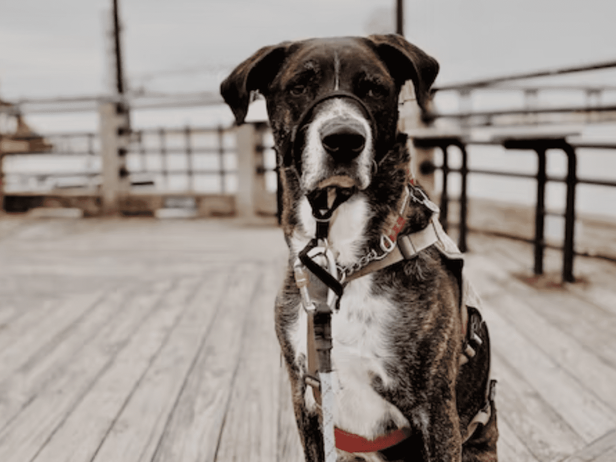 Dog Training: Pros and Cons of Using a Dog Halti - PetHelpful