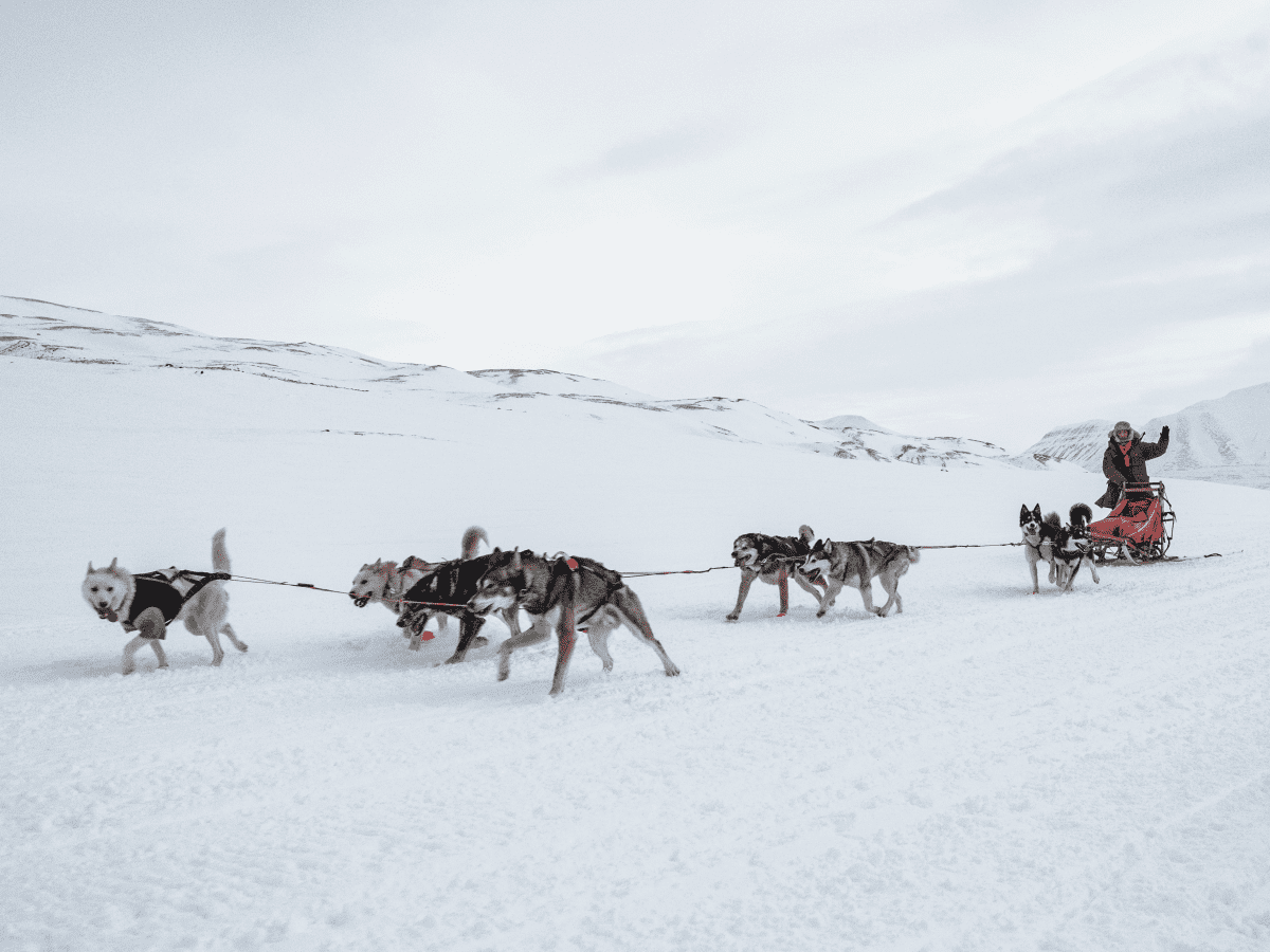 are sled dogs treated fairly