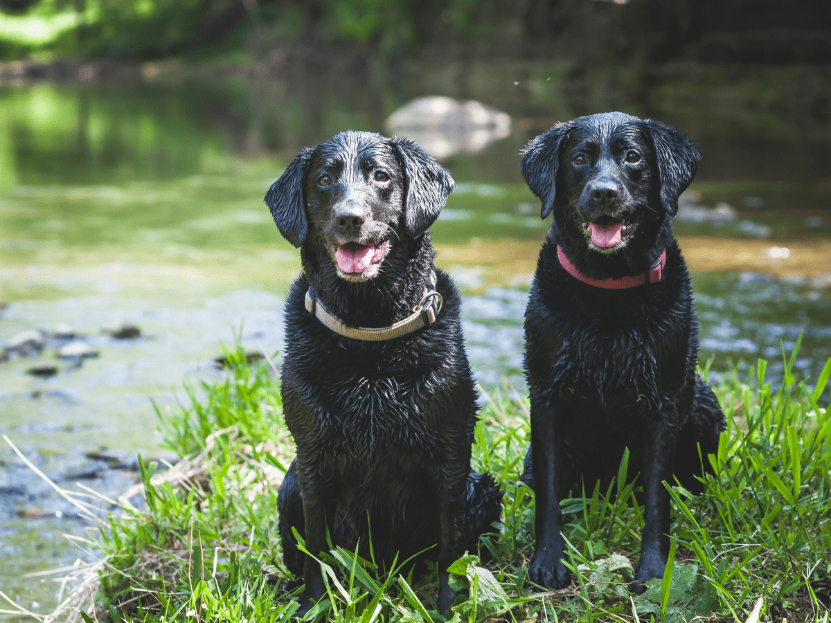 7 Ways to Train a Dog to Get Along With Other Dogs photo