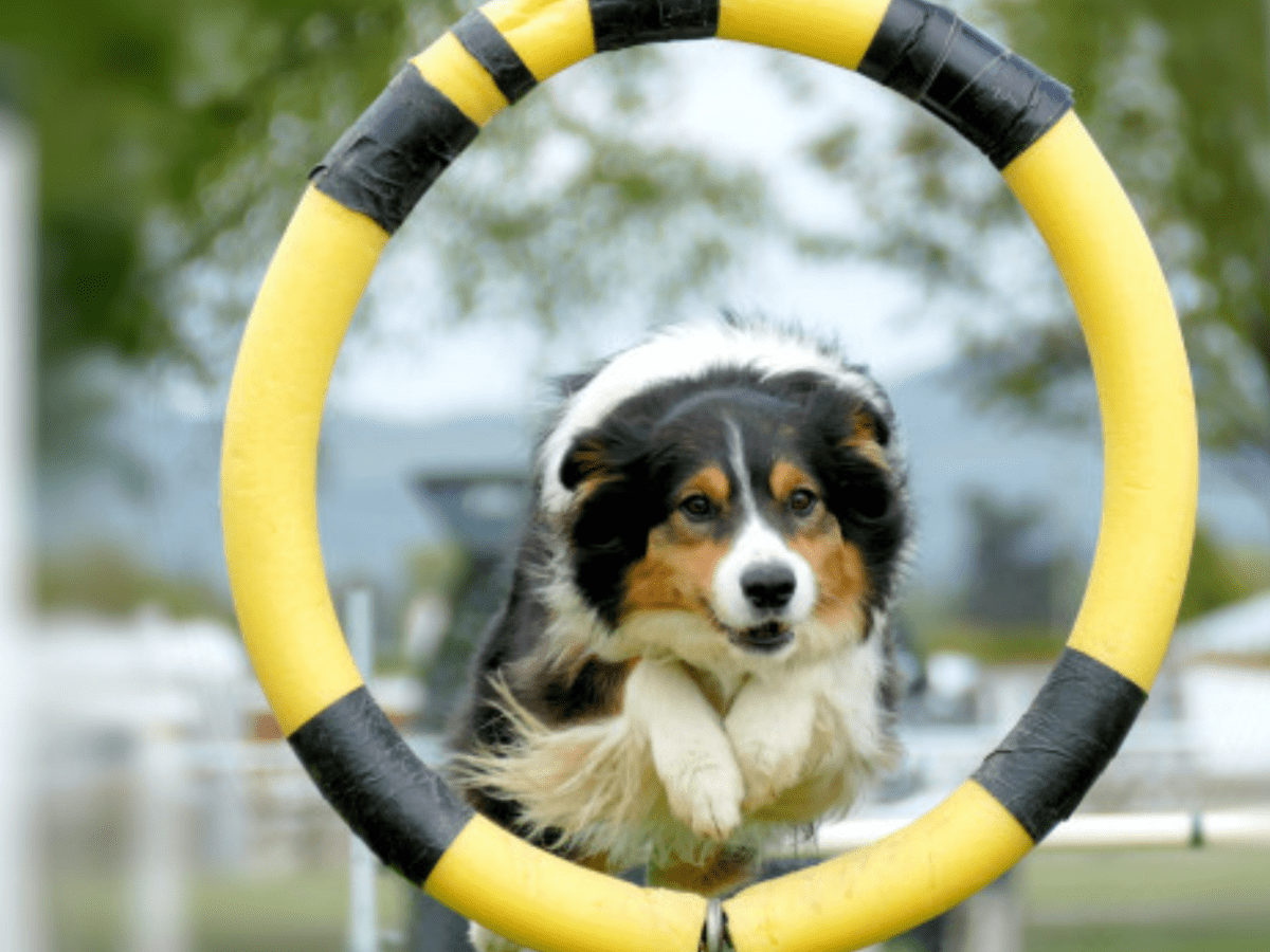 This clip of a dog trying to do an obstacle course is the best