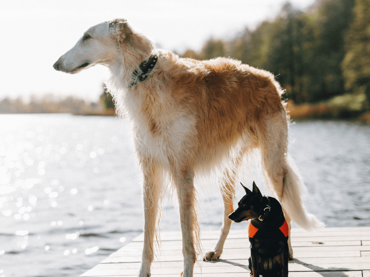 are silken windhounds good apartment dogs