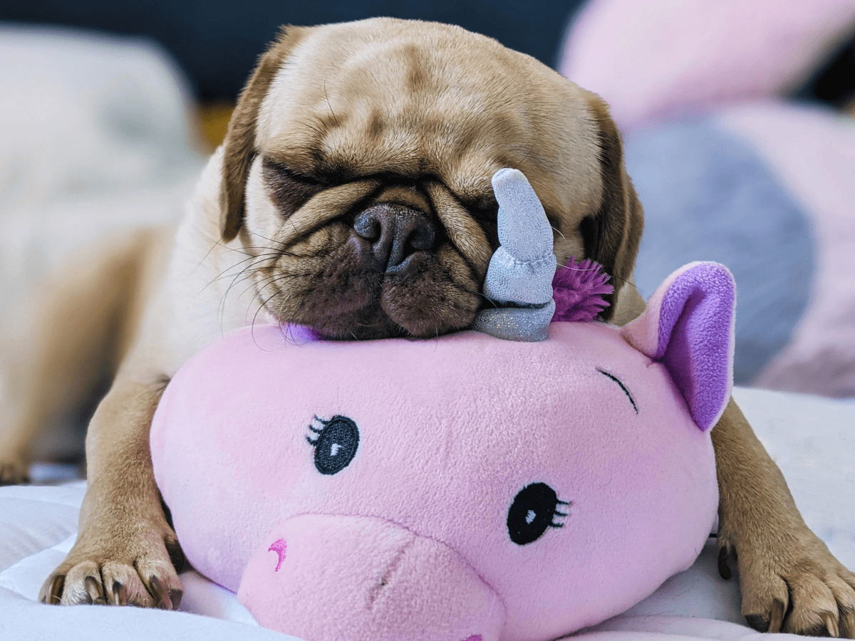 Why Pugs Are the Perfect Family Pet - PetHelpful
