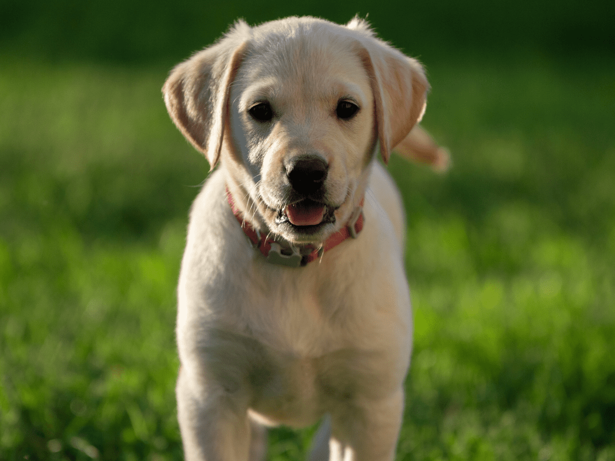 Golden retriever dog outdoor portrait, beautiful adult golden