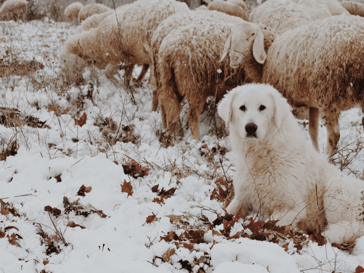The 5 Best Livestock Guard Dogs for Sheep, Goats, and Other Herds -  PetHelpful