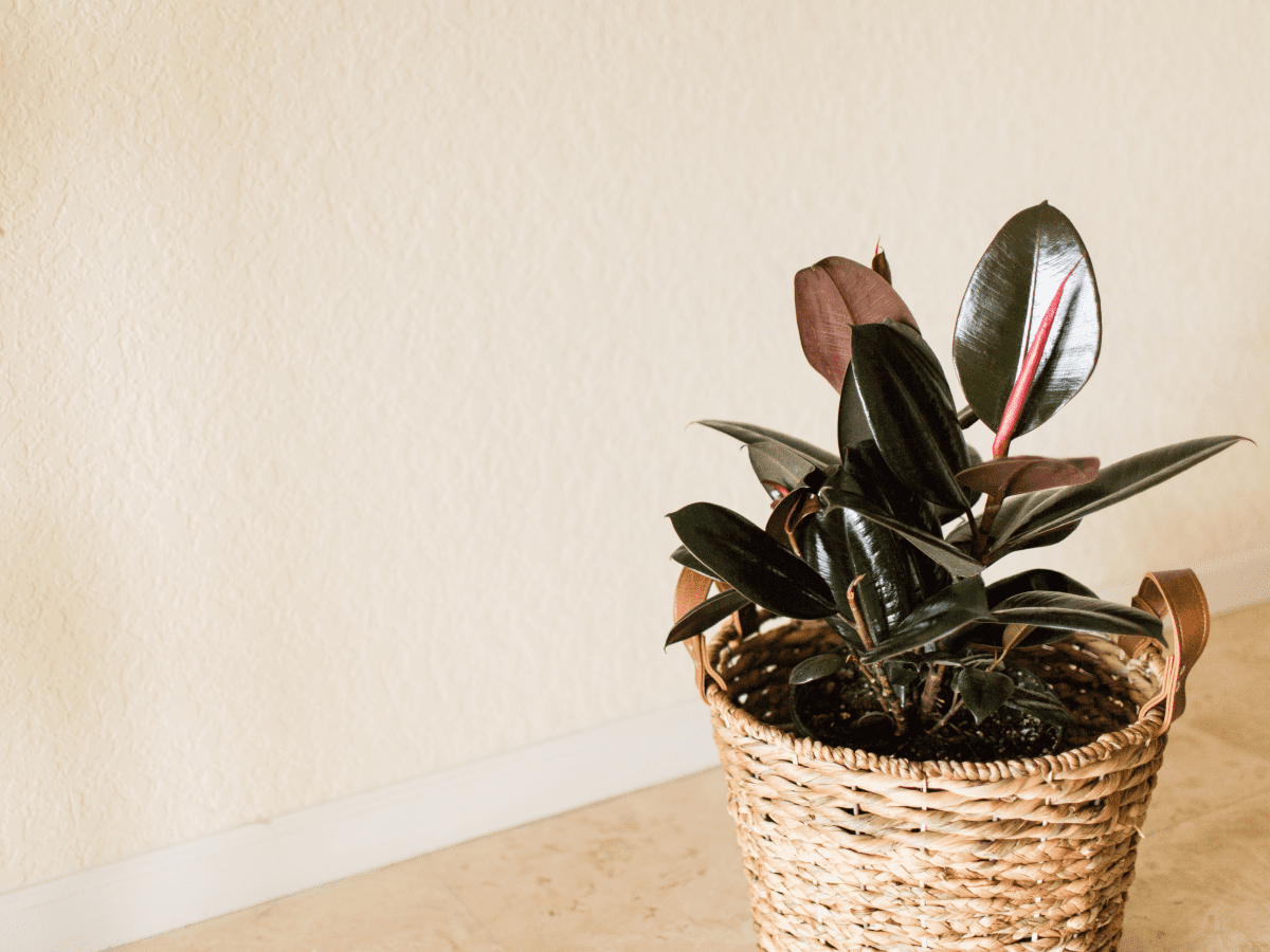 The Rubber Plant Care Guide - Ficus Elastica