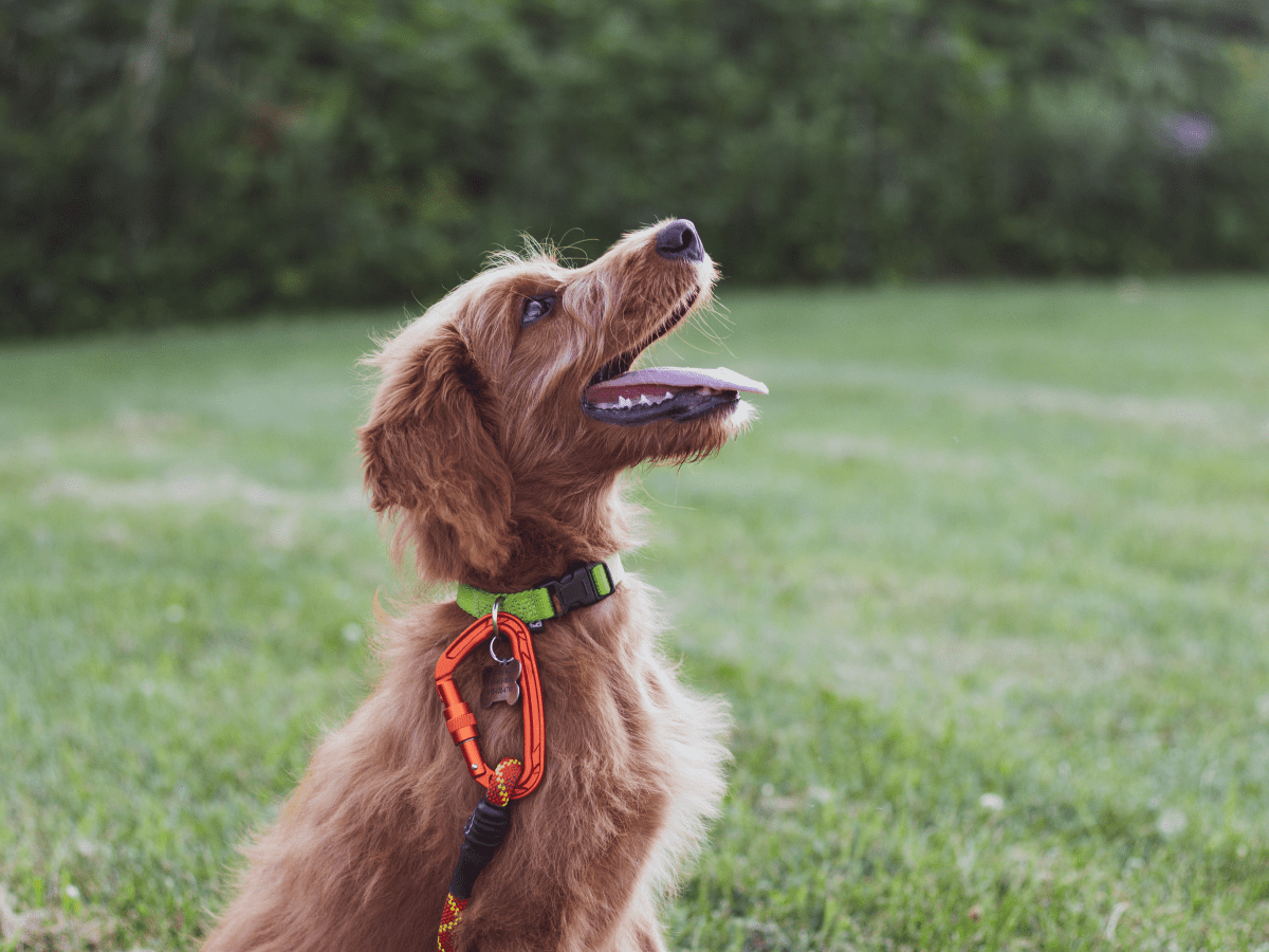 WARNING: 2 Different Types Of Dog Collars Almost Strangled My Dog! Here's  Which Dog Collars Are Safe