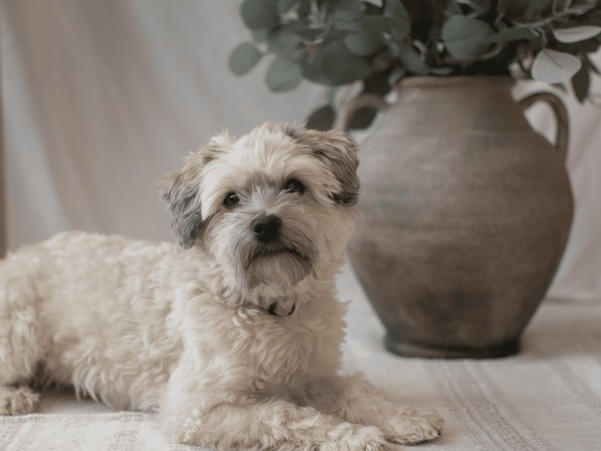 Havanese Dog Temperaments and Care - PetHelpful