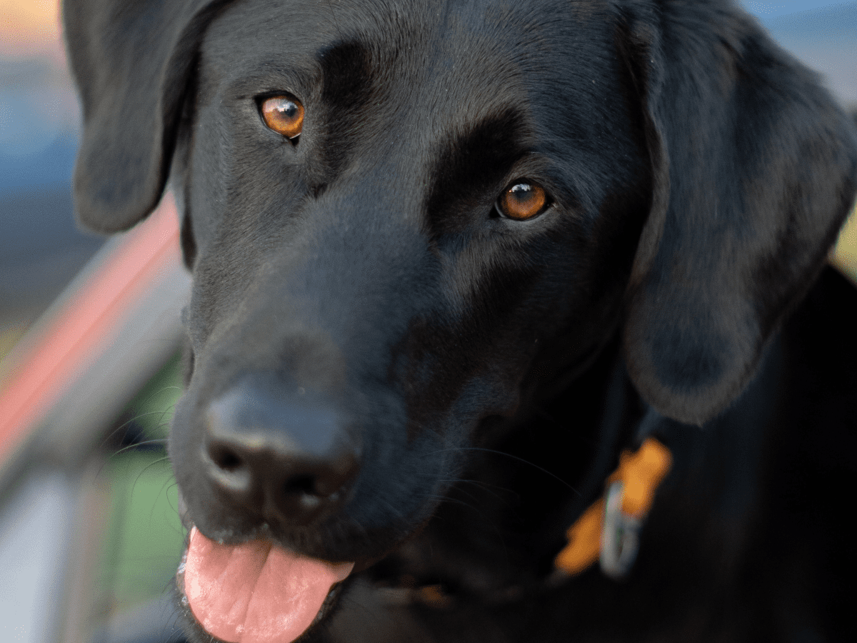 are labrador retrievers outdoor dogs