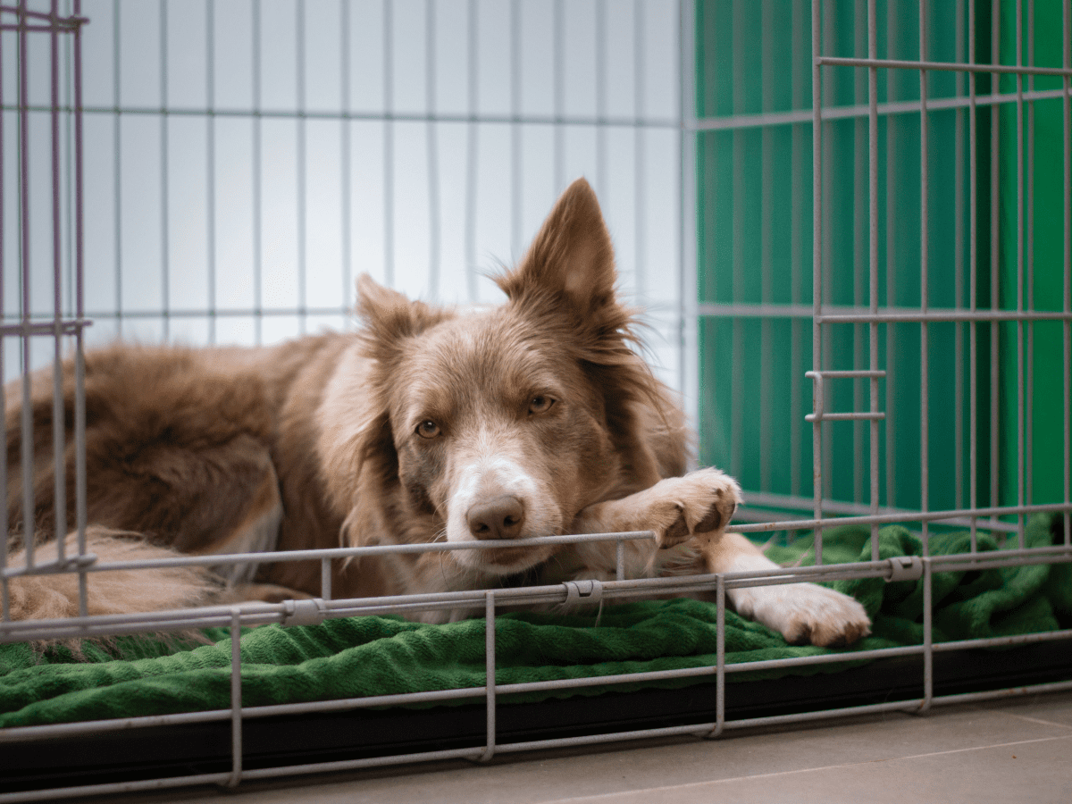 can you rescue a dog if you work full time