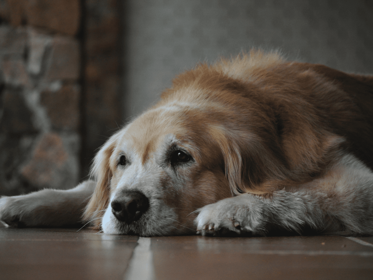 how to cool down an old dog