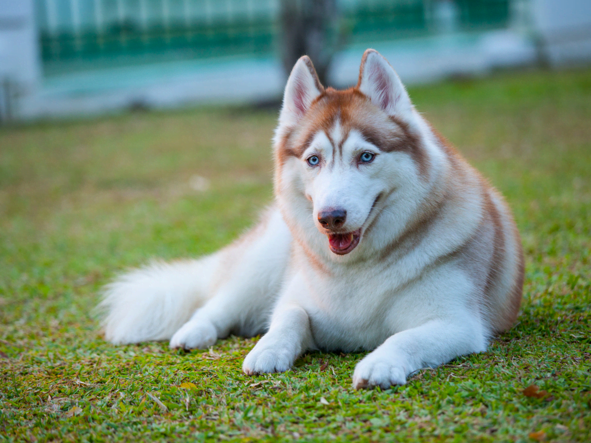 halskæde pust naturlig Colors of Siberian Huskies - PetHelpful