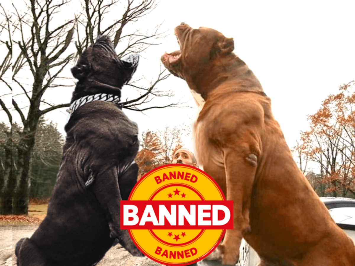 Which dogs are banned in the UK? Illegal breeds and Dangerous Dogs