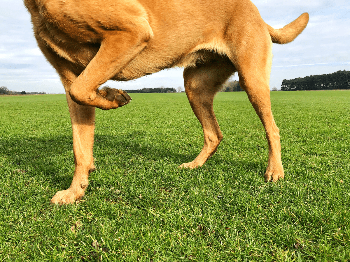 what causes a dogs hind legs to stop working