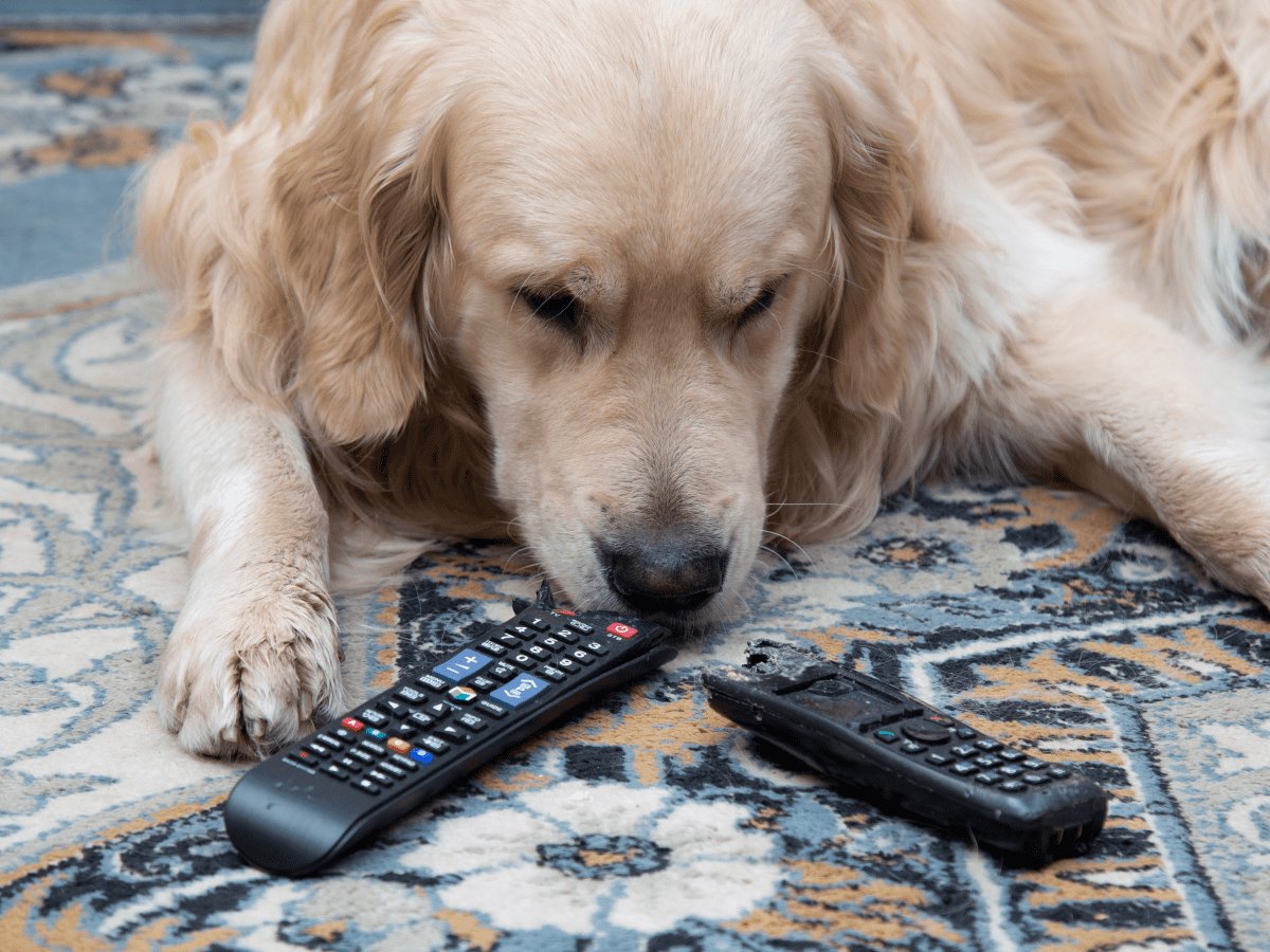 What to Do If Your Dog Ate a Battery