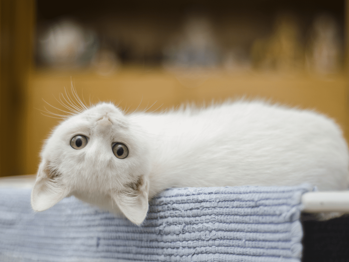 funny kitten quotes