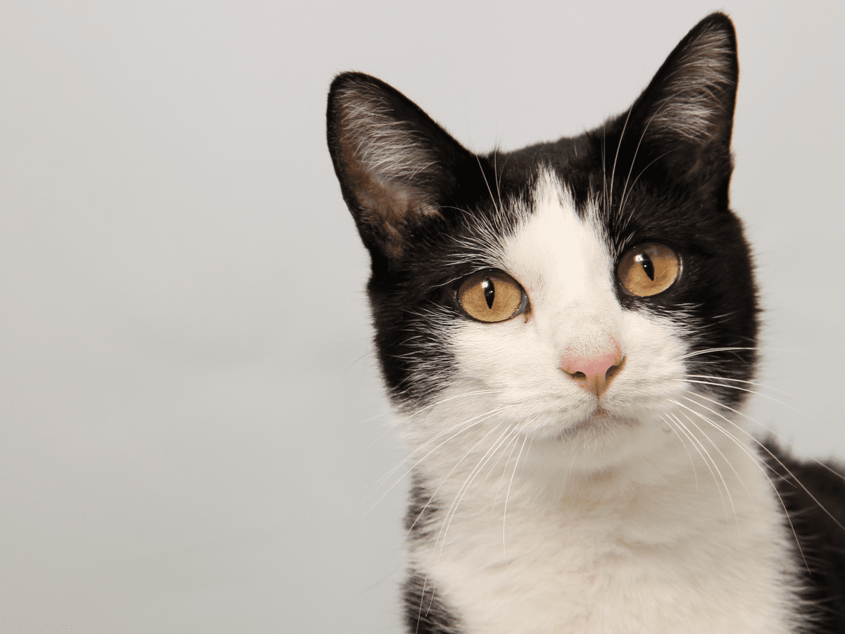 20 Black and White Cat Breeds - PetHelpful