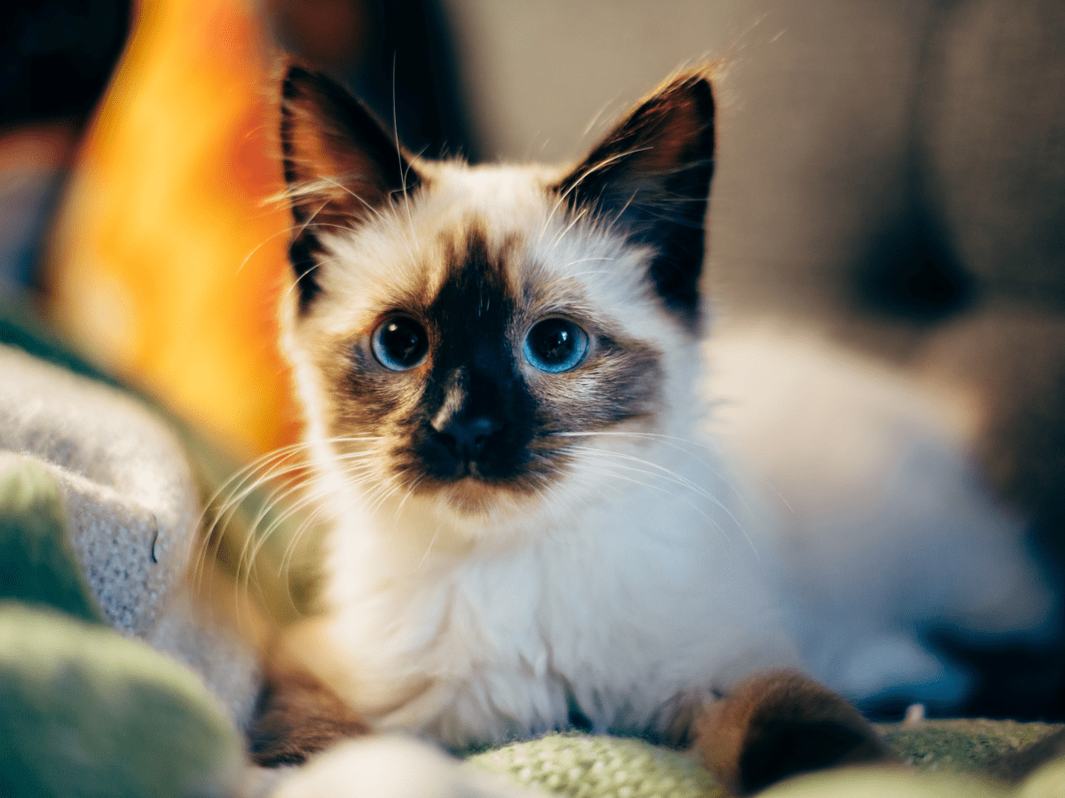 10 Reasons Why Cats Are the Best Pets - PetHelpful